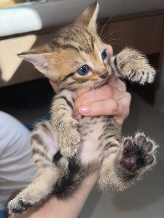 Продам котят , все мальчики