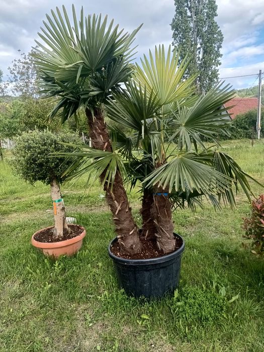 Plante ornamentale Palmieri  Catalpa Leylandii