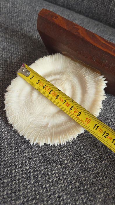 Coral ciuperca alb si steluta
