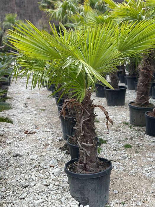 Plante – Palmier Climatizat Rezistent la Frig – Toate dimensiunile