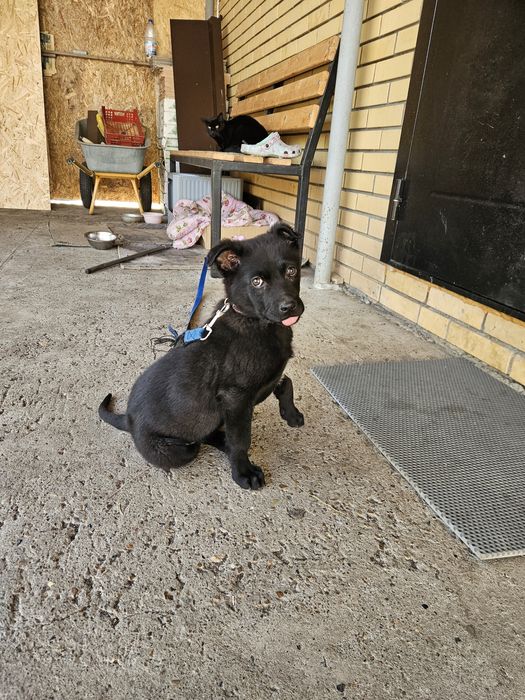 Отдам щенок мальчик