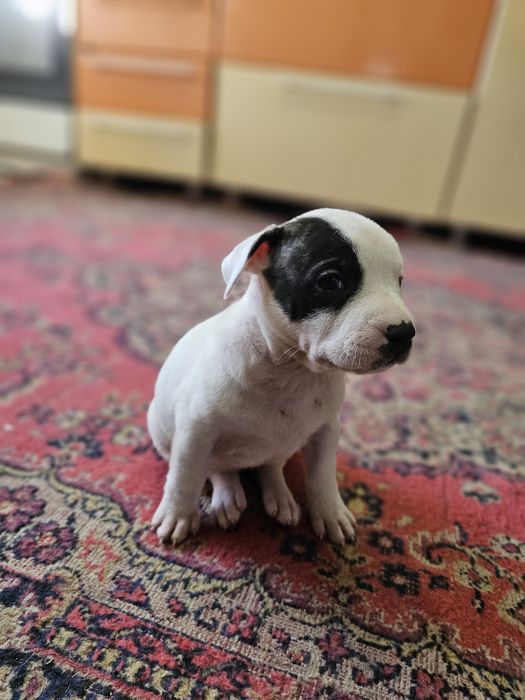 Стаффордширский терьер | стаф