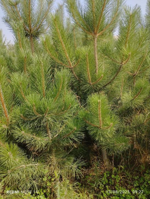 Sifatli krimiskiy sasana ko‘chatlari bor