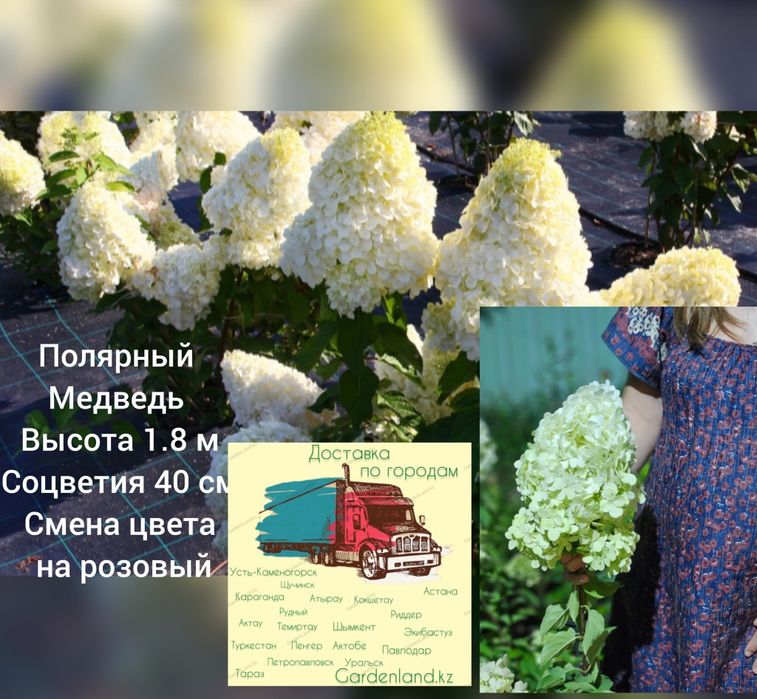 Саженцы - гортензия метельчатая.