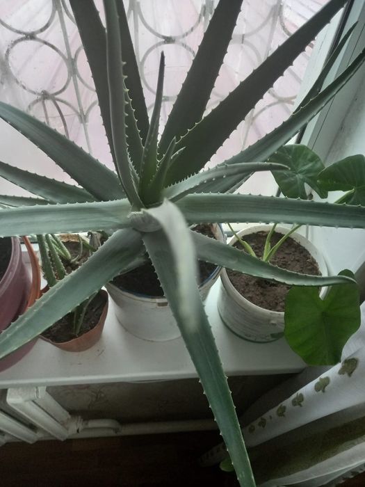 Лечебное Алоэ вера - 3,5,7 летние