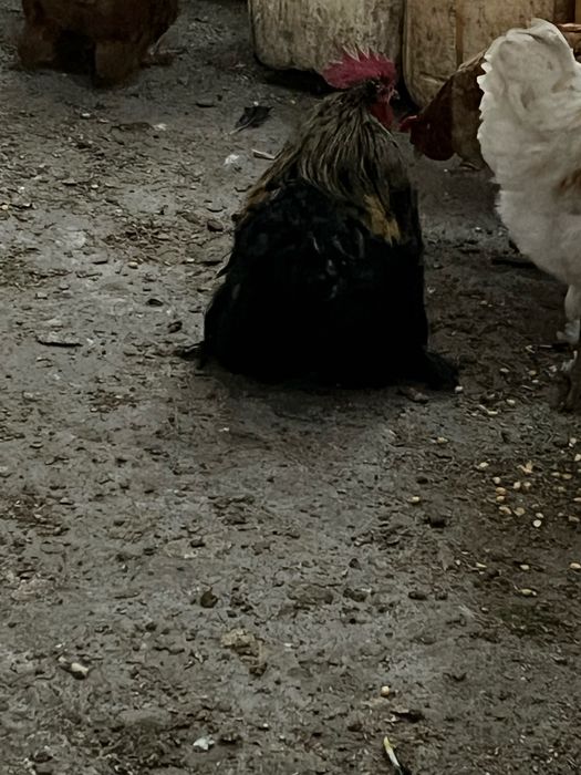 Vand sau schimb cocosi