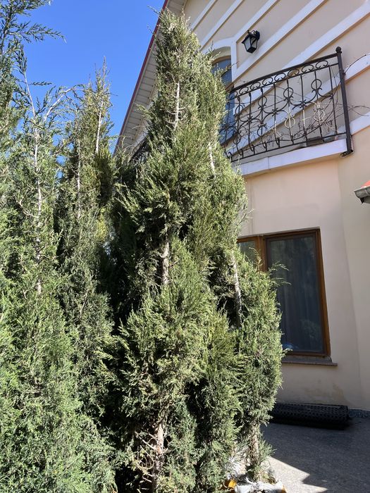 Туя!!! Можжевельник!!! Актобе!!!