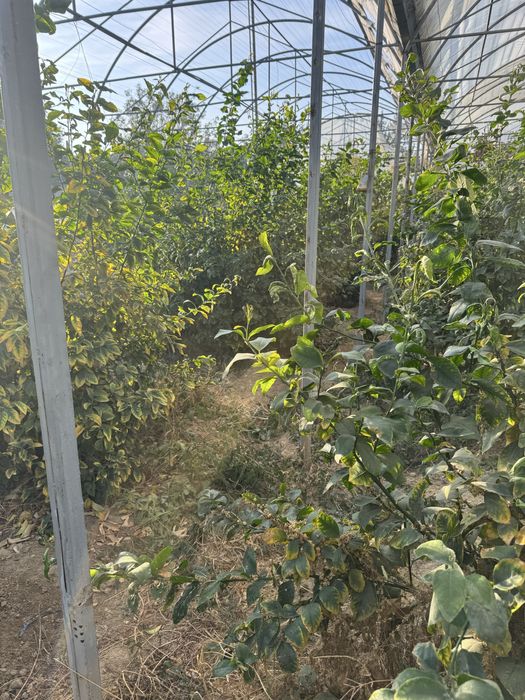 Lemon kochatlar bor 6 7 yilllik Limon hosilga kirgan