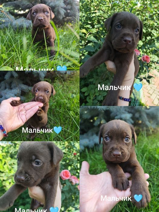 Продам щенков Лабрадора