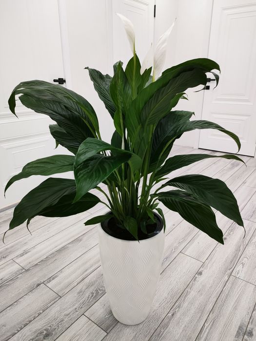 Комнатные растения, доставка..