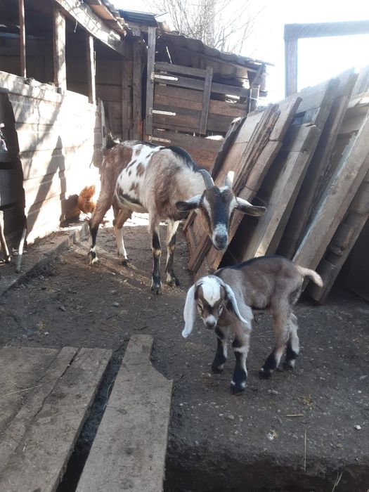 Capra cu ied anglo nubian