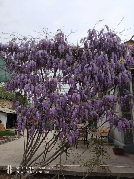 Продам саженцы глицинии