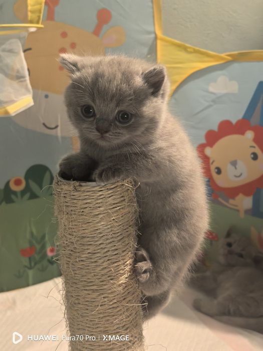 Британски късокосмести котета