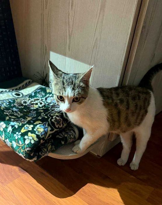 В добрые руки маленькая зайка