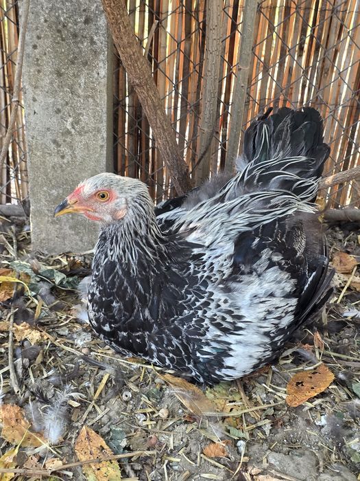 Cocoși Australorp negru și Brahma