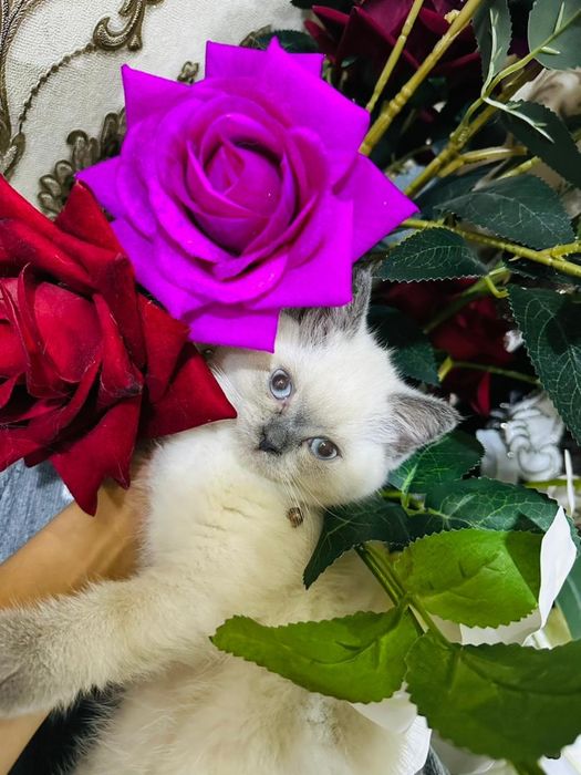 Продаю котёнка девочку