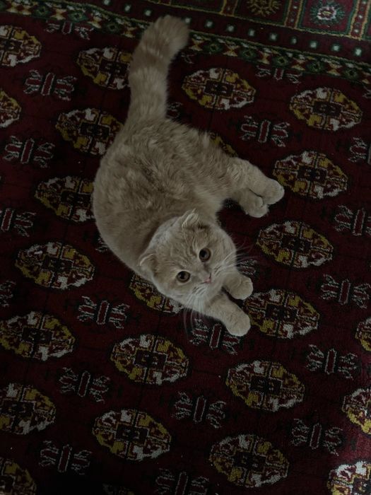 Scottish Fold mushuk/кошка