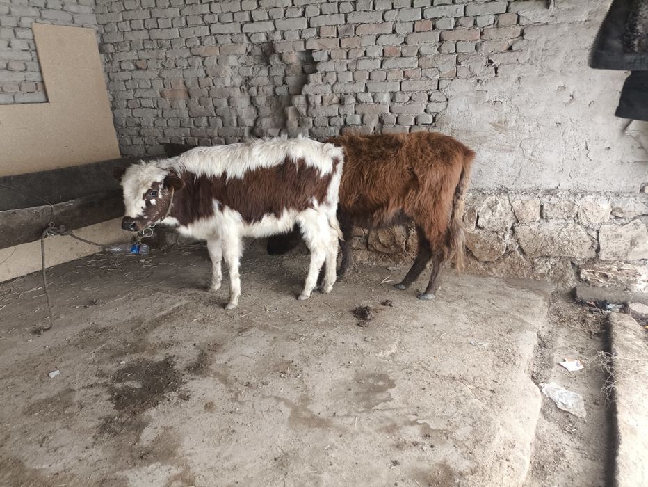 Гуножинлар сотилади