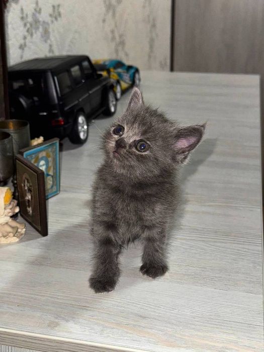 Чистопородные котята скоттиш фолд/скоттиш страйт