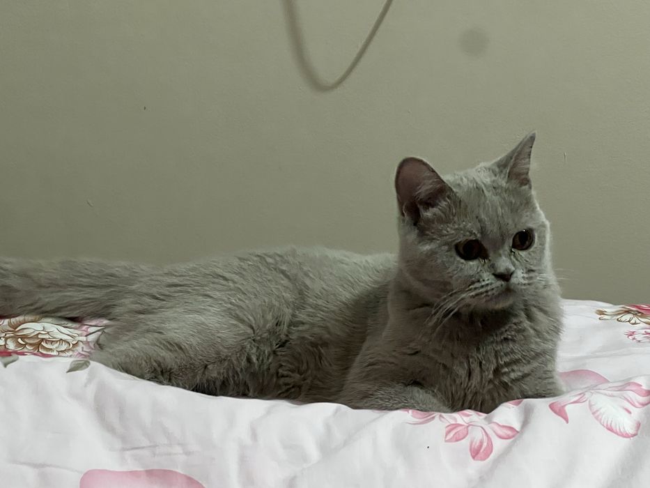 Продам стерилизованную кошку