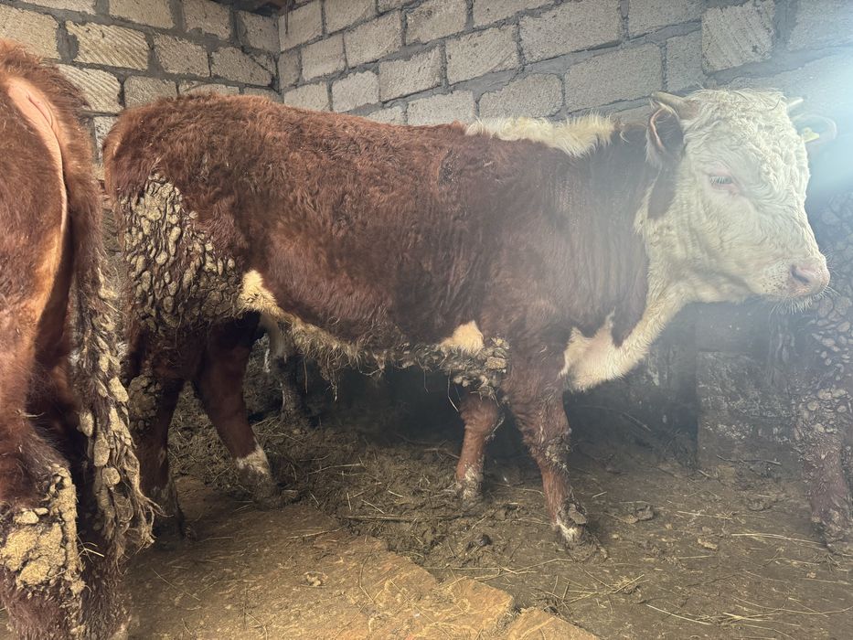 Продаются Бычки 6 голов