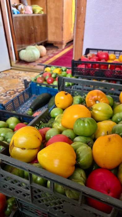 Дача район Кунгея садовае сообщество Ёлочка