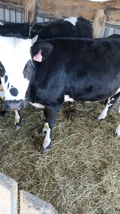 Бычек, телочка породистые