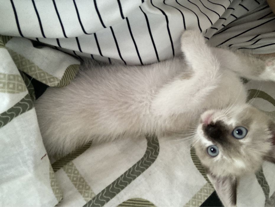 котенка, 2 мес девачка