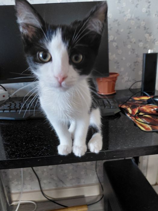 Отдам котёнка Бесплатно