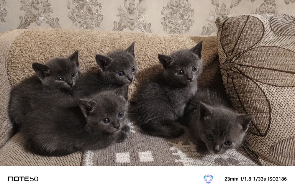 Отдам котят в добрые руки.