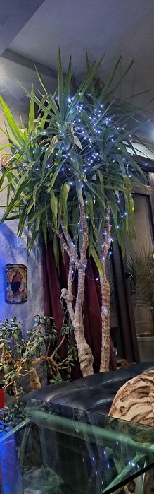 Бенджамин .Финикова палма Юка