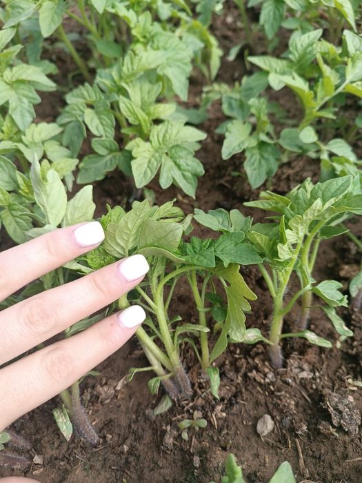 Памидор Көшет бар