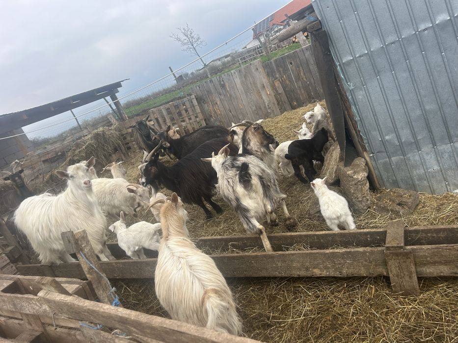 De vanzare capre cu 2 iezi