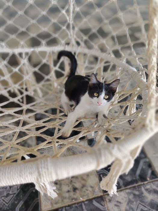 Остался всего один котенок