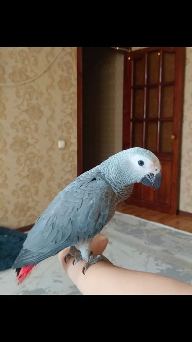 Продам попугая Жако 550 К