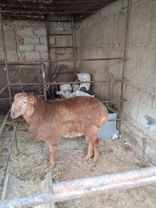 Овцы 1 штук кошкар