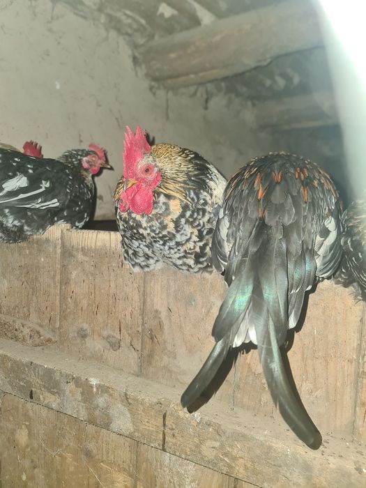 Cocoși pitici de vanzare