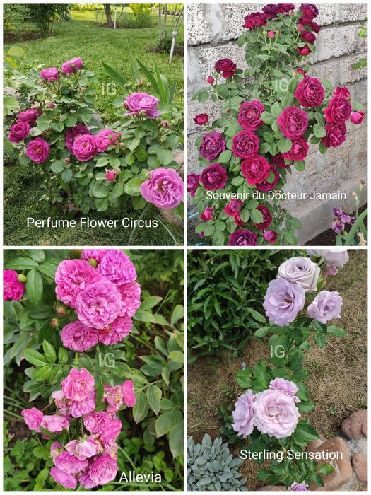 Продаю розы красивые редкие сорта