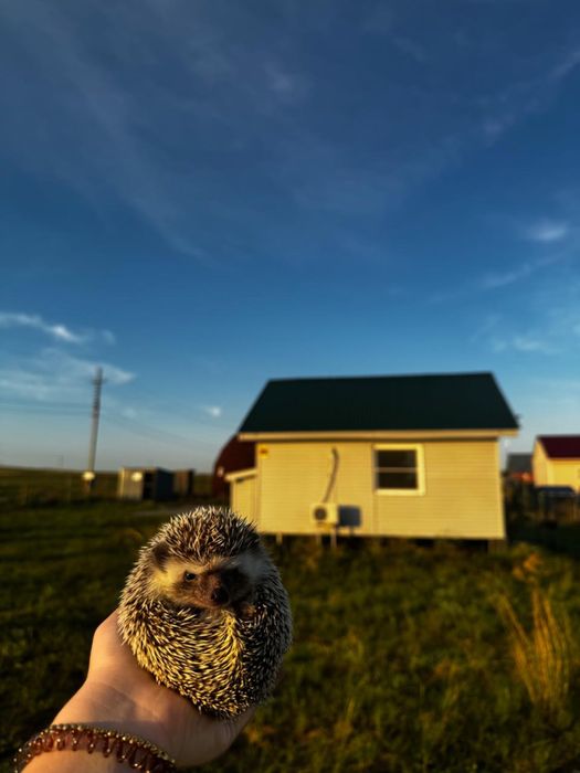 продам Африканского Ёжа