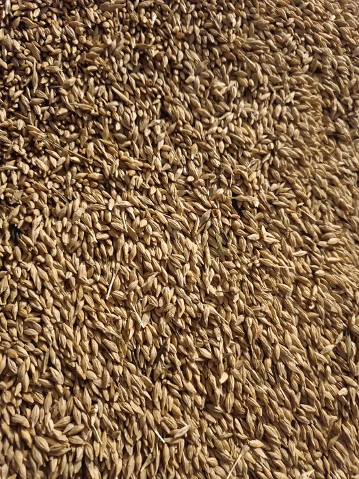 Ячмень кормовой.