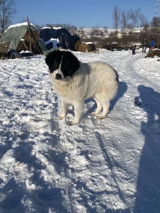 Pui de casa disponibili