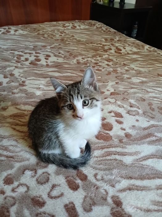 Отдам котенка в хорошие руки девочка