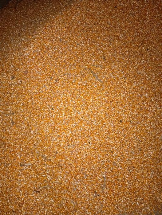 Grăunte/ boabe bob sticlos