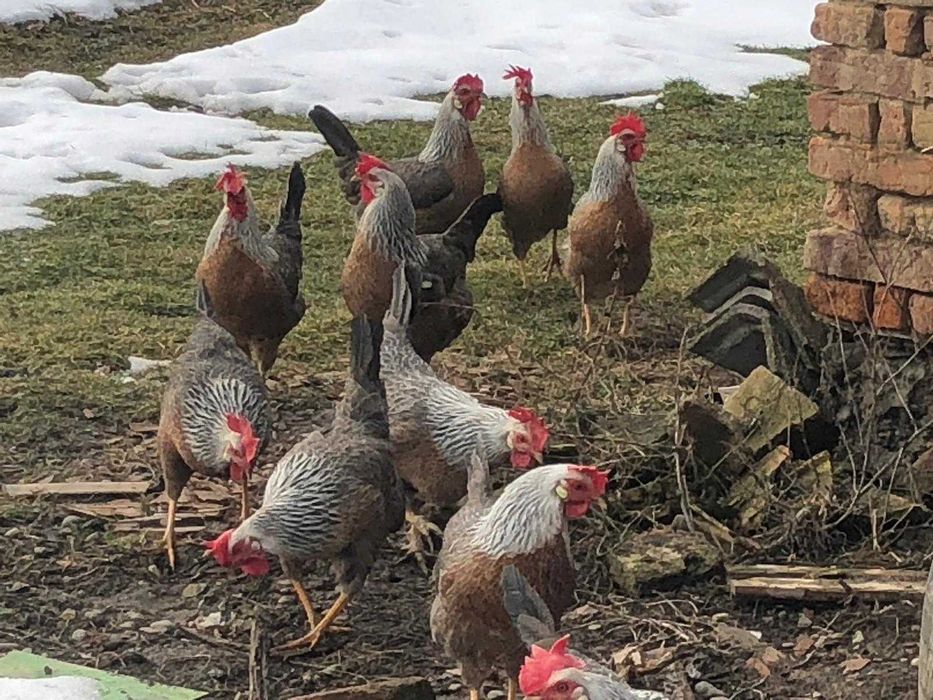 Vând pui găină de rasa italiană argintie