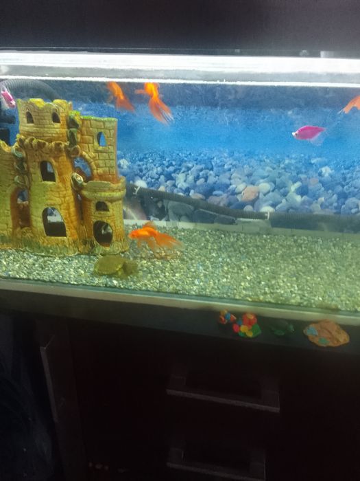 Продам аквариум с рыбками