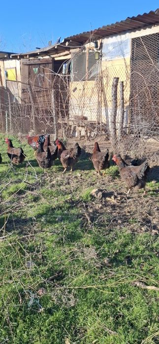 Яйца от катунски кокошки