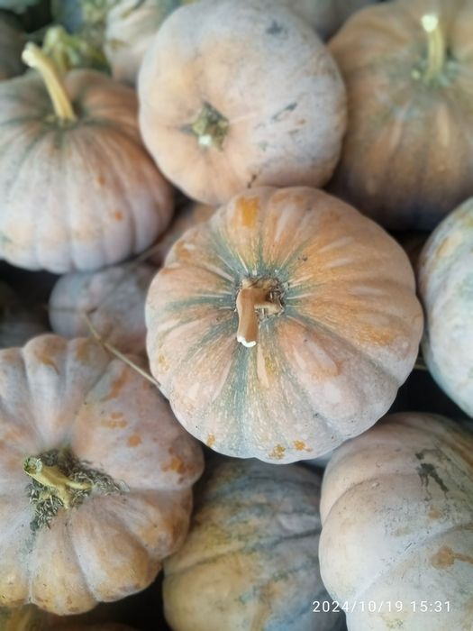 Qovoqlar optom narxlarda