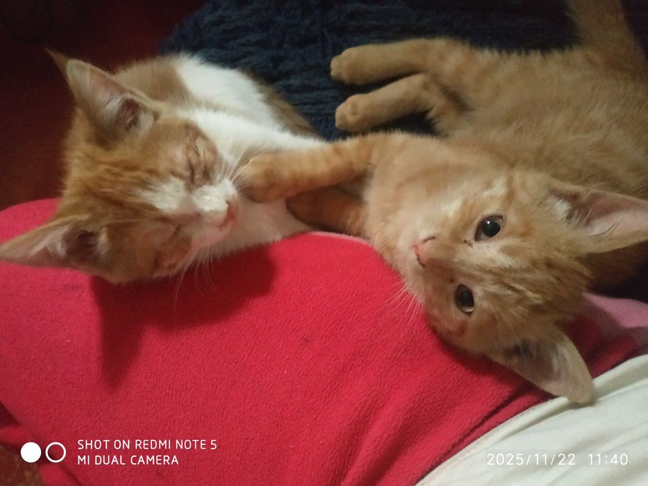 Отдам котят бесплатно