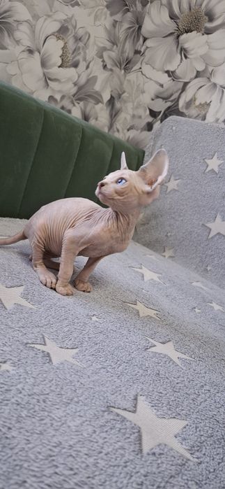 Котята  канадского сфинкса