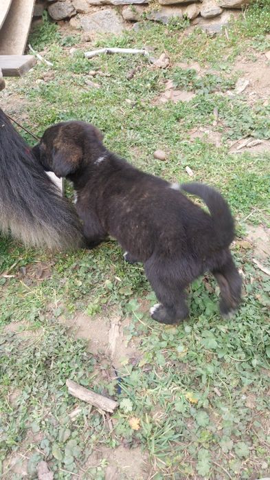 Donez căței 5 săptămâni